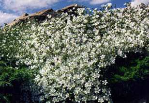 Minuartia capillacea